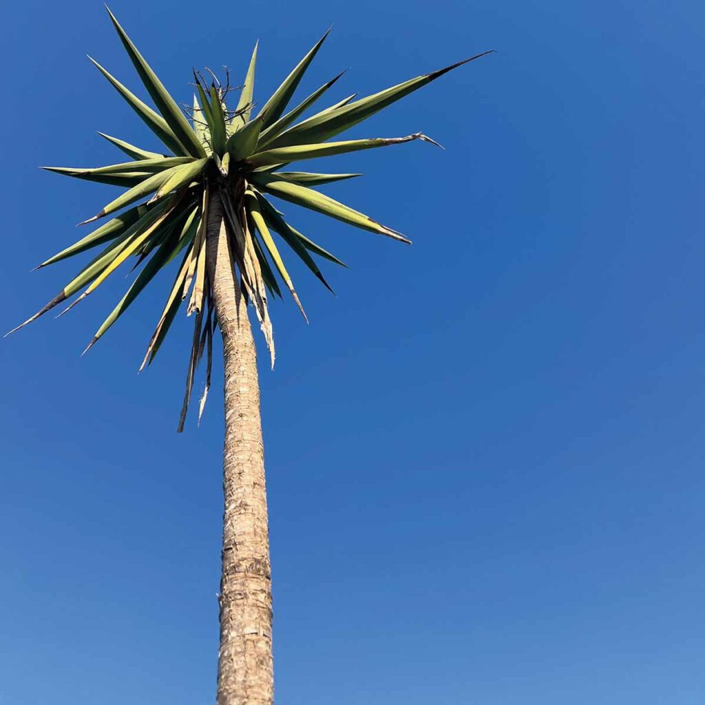 Palme vor blauem Himmel in Portugal als Inspiration für mediterranes Wohnen und natürliche Raumgestaltung.
